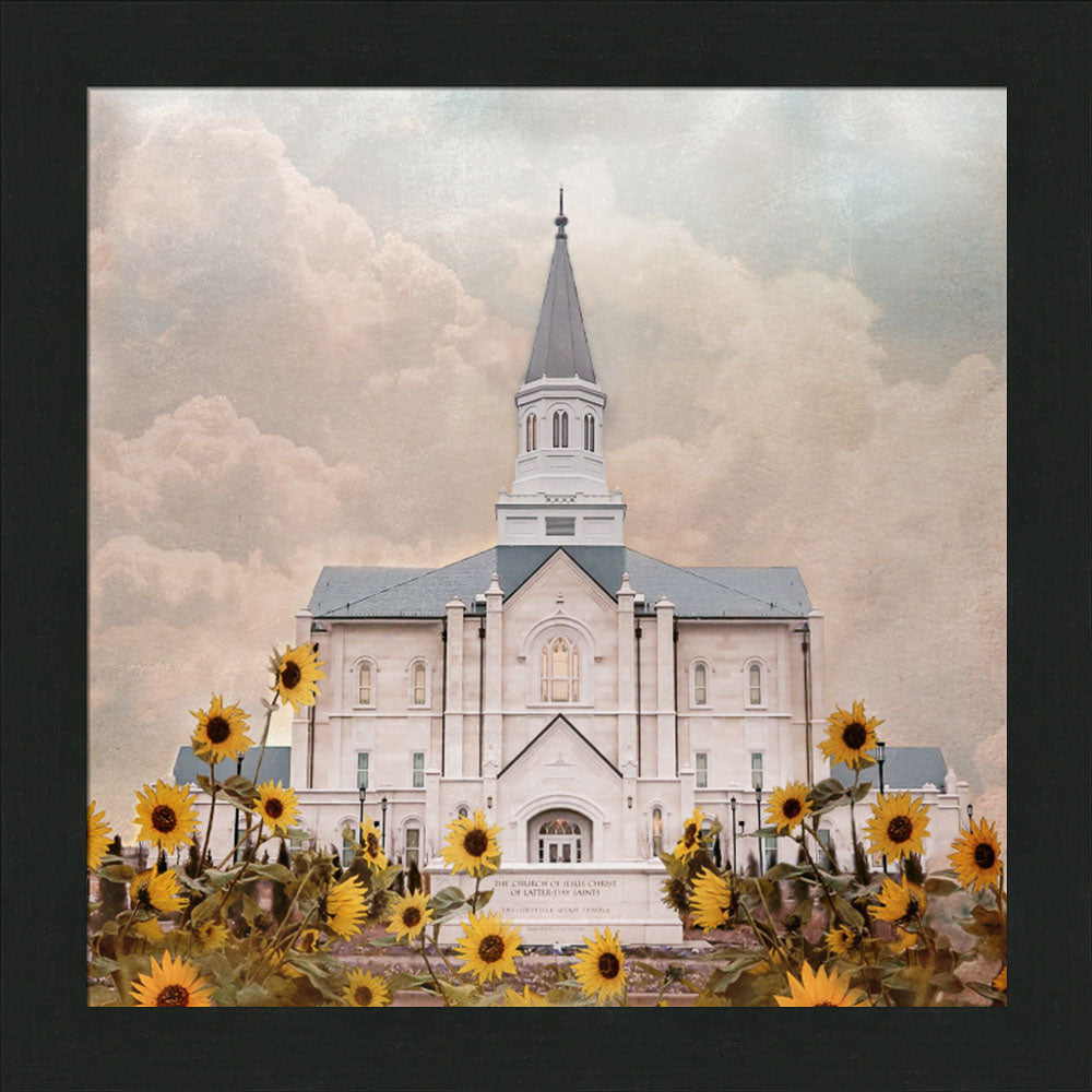 Taylorsville Utah Temple- Wild Sunflowers