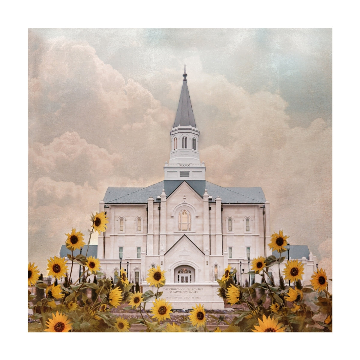 Taylorsville Utah Temple- Wild Sunflowers