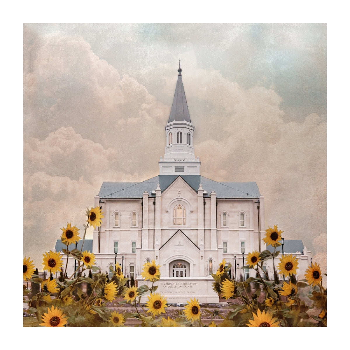 Taylorsville Utah Temple- Wild Sunflowers