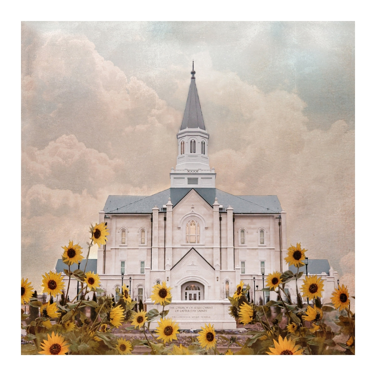 Taylorsville Utah Temple- Wild Sunflowers