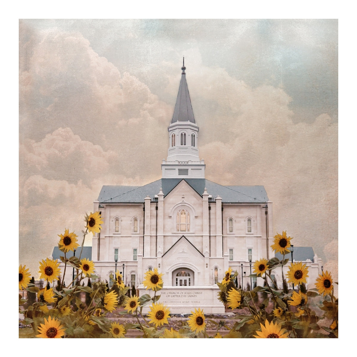 Taylorsville Utah Temple- Wild Sunflowers