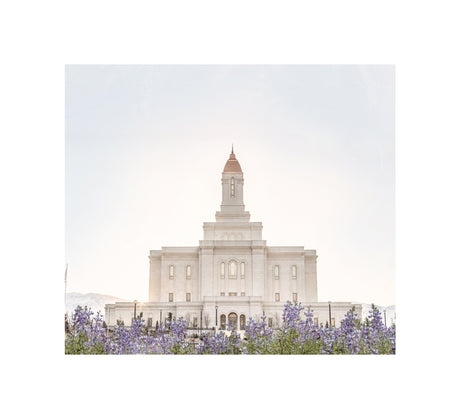 Deseret Peak Utah Temple- Mountain Lupine
