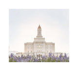 Deseret Peak Utah Temple- Mountain Lupine
