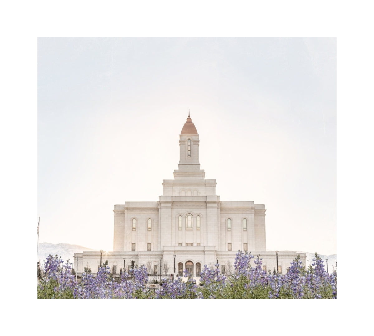 Deseret Peak Utah Temple- Mountain Lupine