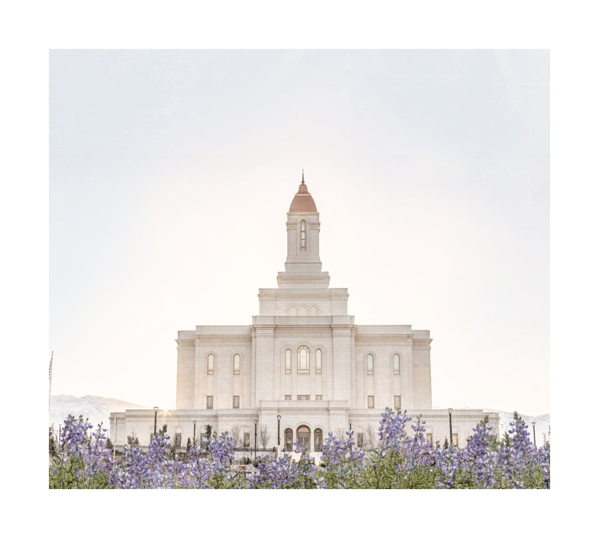 Deseret Peak Utah Temple- Mountain Lupine