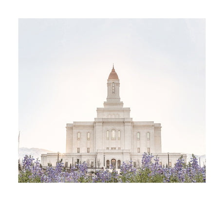 Deseret Peak Utah Temple- Mountain Lupine