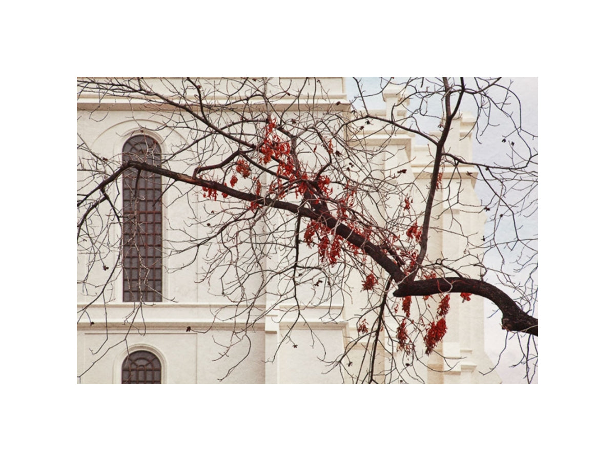 St George Temple - Red Leaves