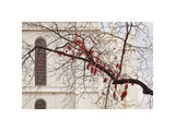 St George Temple - Red Leaves