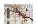 St George Temple - Red Leaves