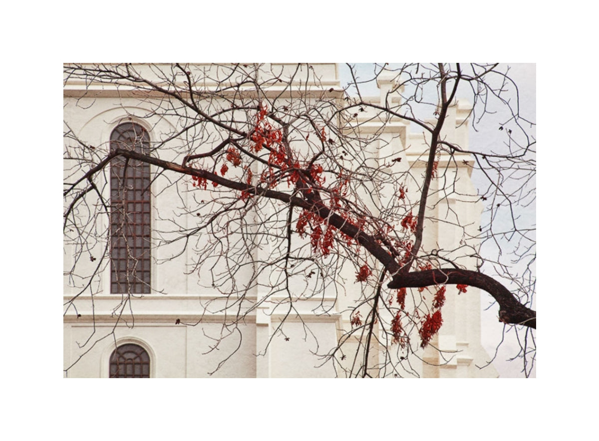 St George Temple - Red Leaves