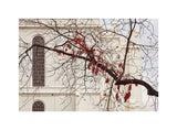 St George Temple - Red Leaves