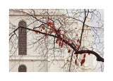 St George Temple - Red Leaves