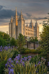 Vertical Photograph  of the Salt Lake Temple at sunset with purple irises and greenery in the foreground
