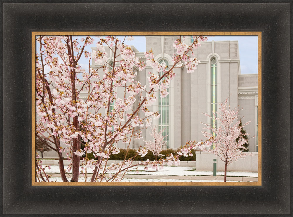 Mt Timpanogos Temple - Cherry Blossoms by Robert A Boyd