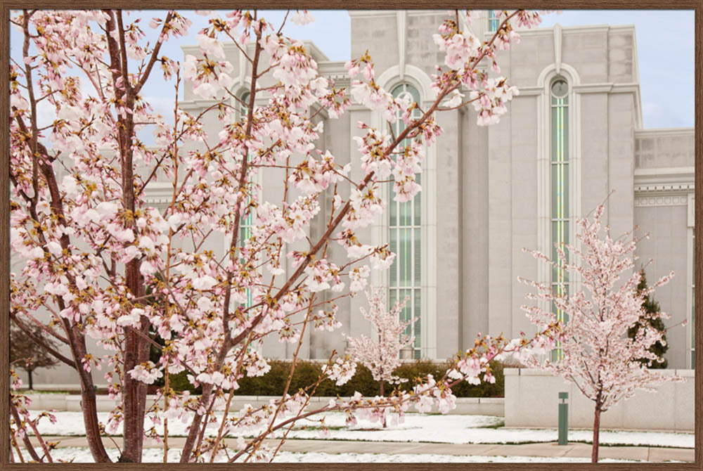 Mt Timpanogos Temple - Cherry Blossoms by Robert A Boyd