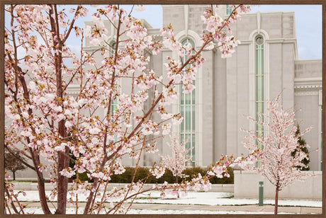 Mt Timpanogos Temple - Cherry Blossoms by Robert A Boyd