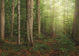 Sacred Grove