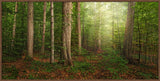 Sacred Grove - panoramic by Robert A Boyd