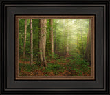 Sacred Grove