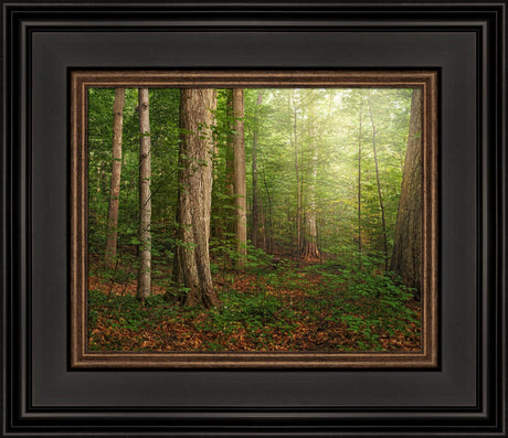 Sacred Grove