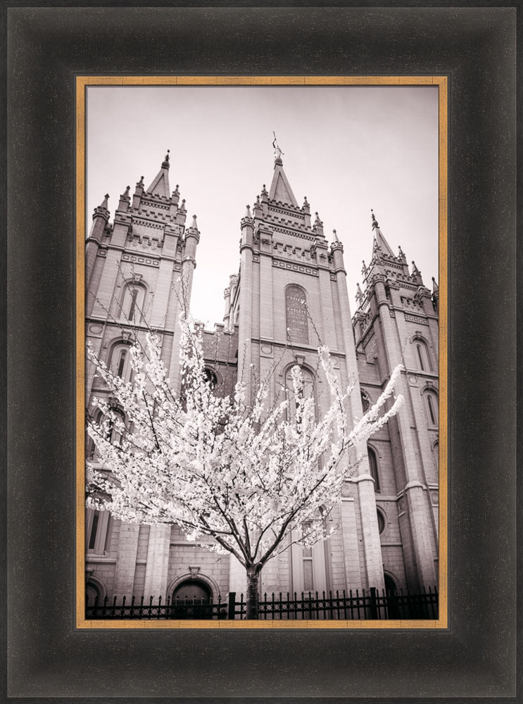 Salt Lake Temple - Flowering Tree by Scott Jarvie