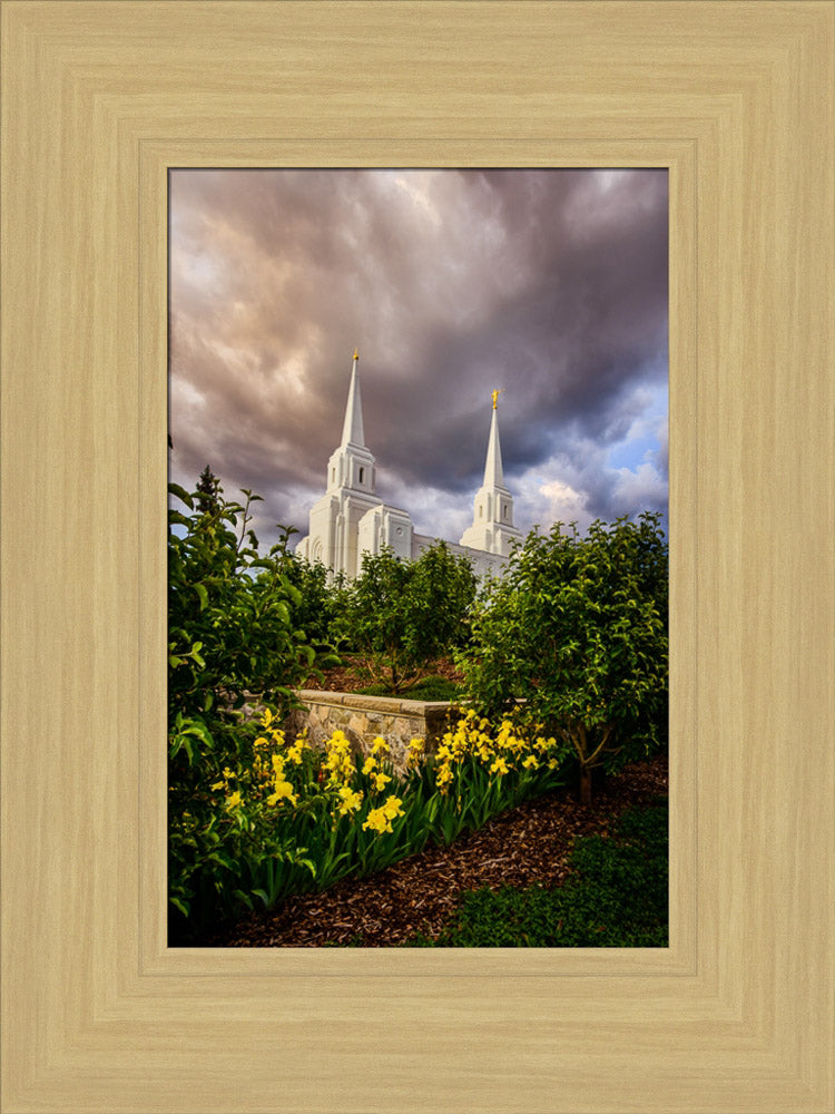 Brigham City Temple -Yellow Flowers by Scott Jarvie