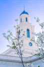 The Bentonville Arkansas Temple with blue flowers.