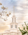 Payson Temple - Blossoms by Evan Lurker