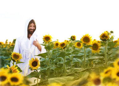 Jesus smiling and standing amid a field of sunflowers. 
