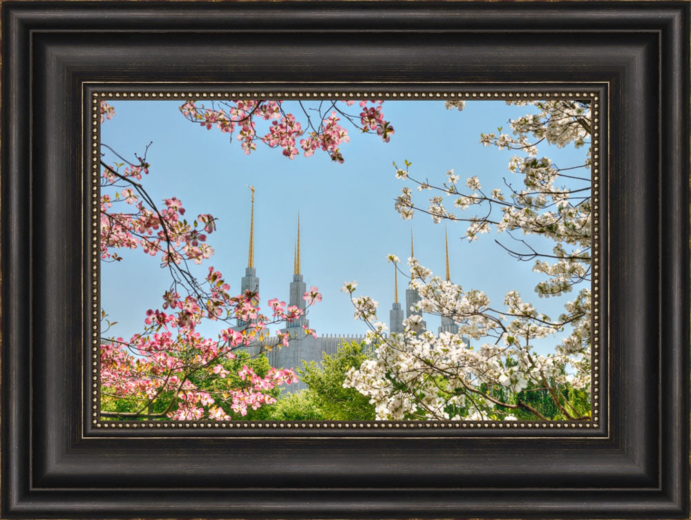 Washington DC Temple - Spring Flower View by Kyle Woodbury