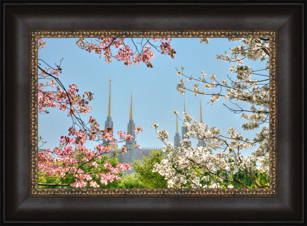 Washington DC Temple - Spring Flower View by Kyle Woodbury