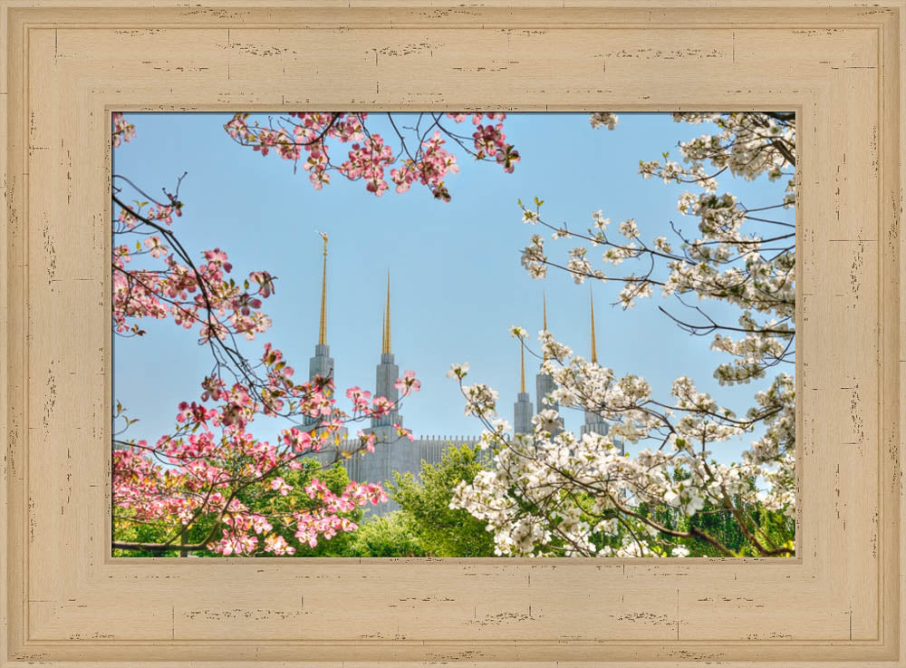 Washington DC Temple - Spring Flower View by Kyle Woodbury