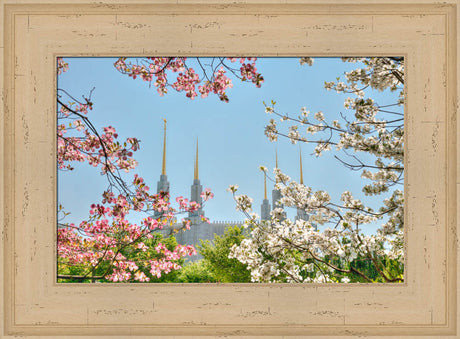 Washington DC Temple - Spring Flower View by Kyle Woodbury