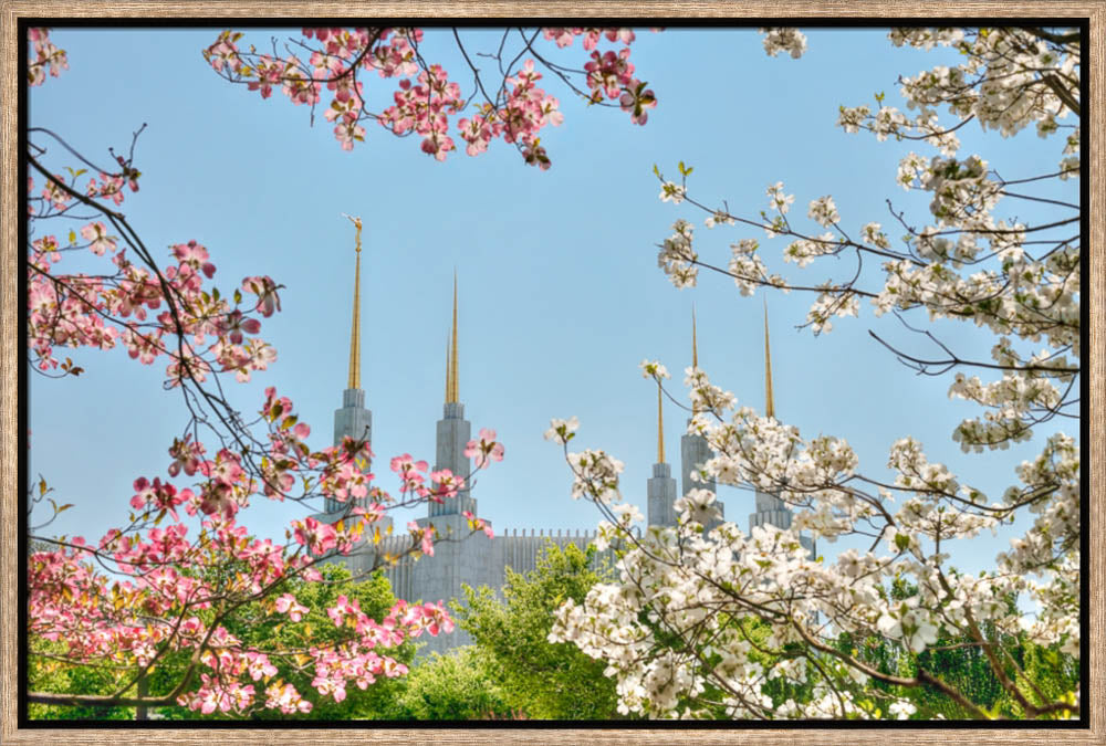 Washington DC Temple - Spring Flower View by Kyle Woodbury