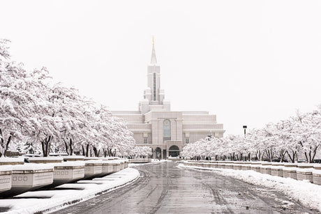 The road leading up to the Bountiful Temple is lined by snowy trees. 