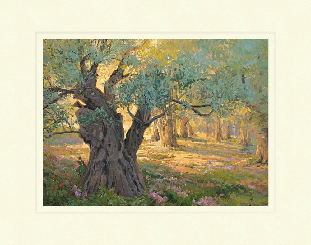 Olive trees in the garden of Gethsemane with light shinning through. Art 12