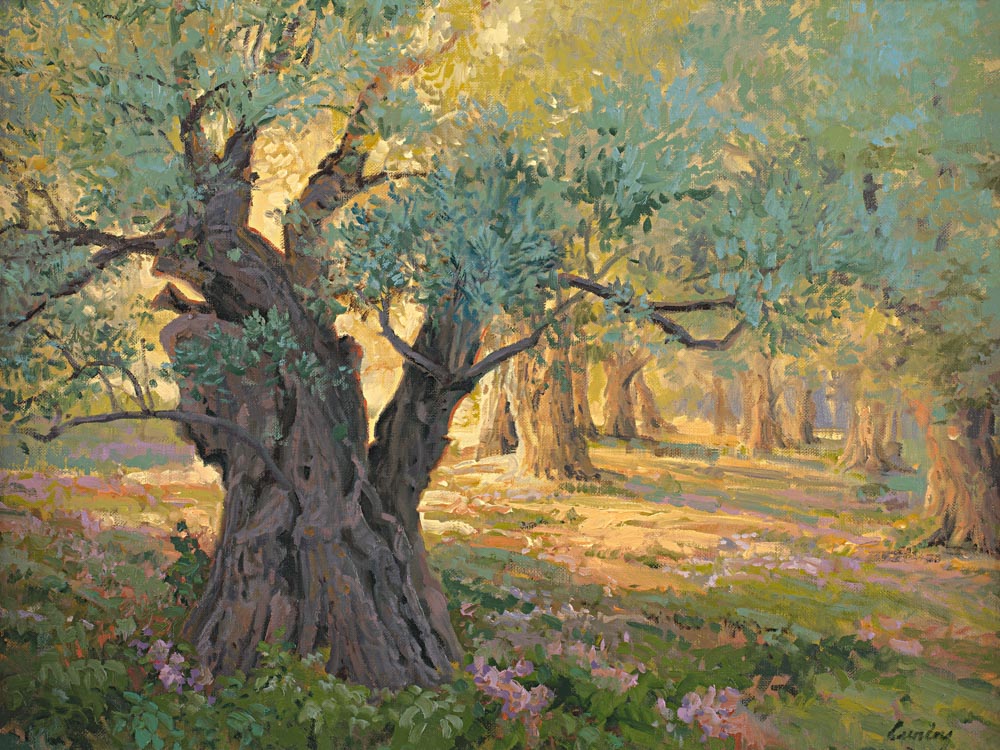 Olive trees in the garden of Gethsemane with light shinning through. 