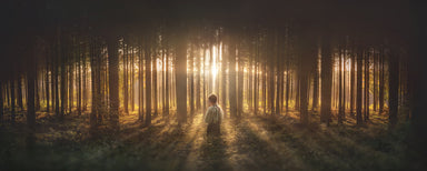 Young Joseph Smith kneeling in a grove of trees with light shining through. 