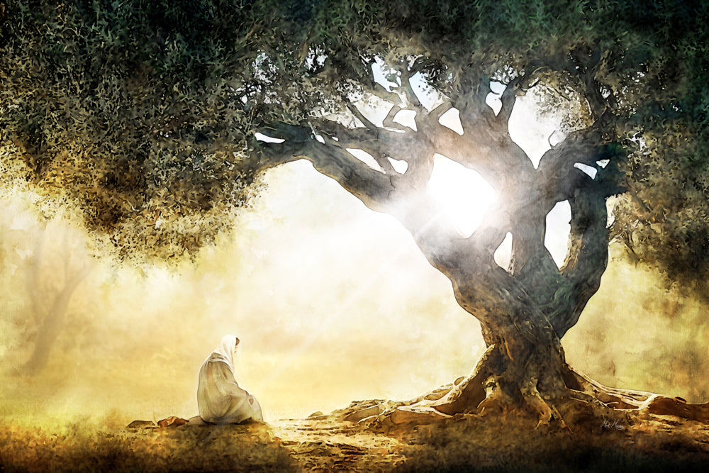 Jesus Christ in the garden of Gethsemane with the sun shining through an olive tree.