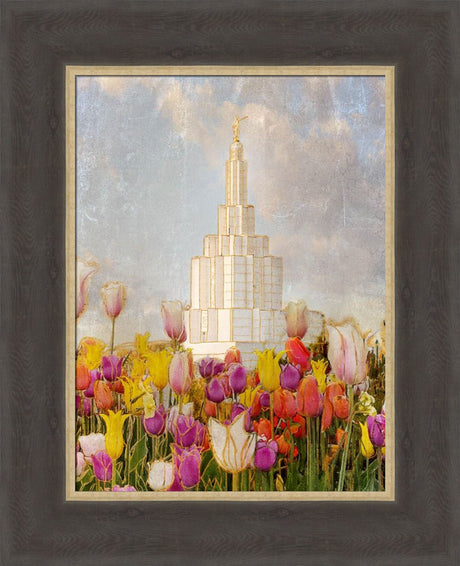 Idaho Falls Temple - Tulips by Mandy Jane Williams