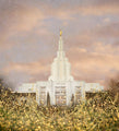 Idaho Falls Temple - Giving Rest by Mandy Jane Williams