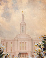 Pocatello Temple - Syringa Flowers by Mandy Jane Williams