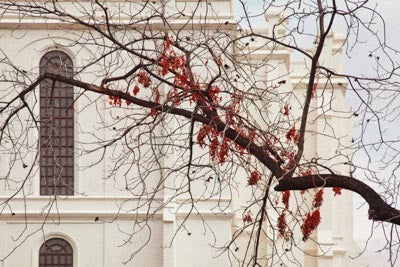 Red Leaves