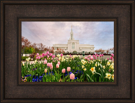 Bountiful Temple - Pink and Yellow Tulips by Robert A Boyd