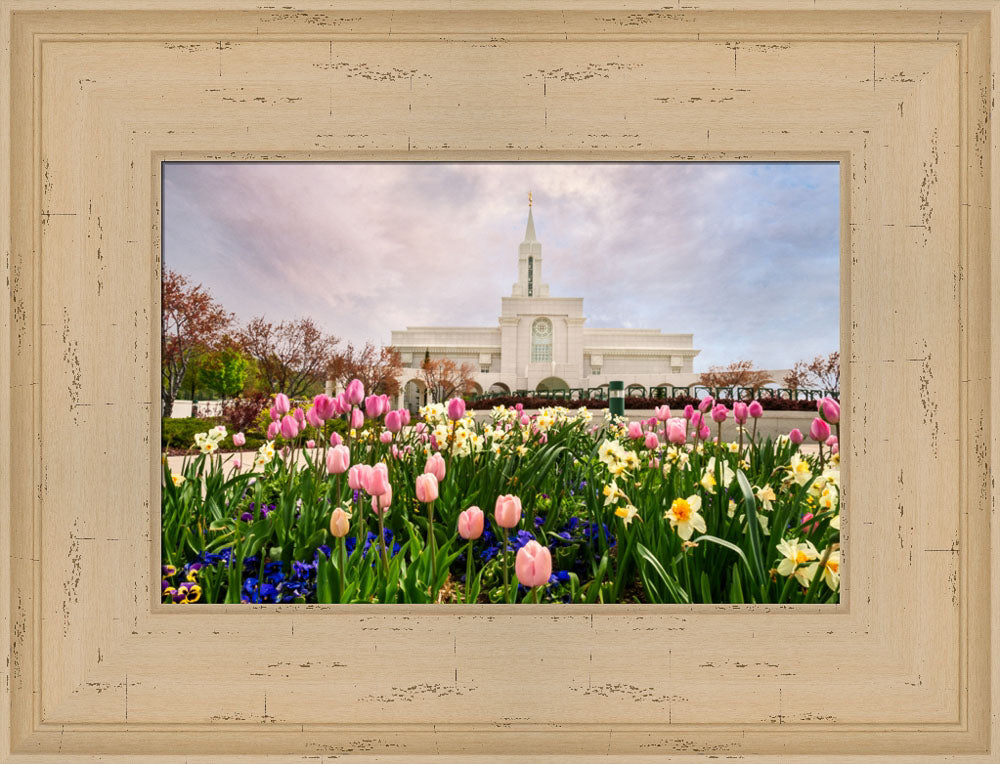 Bountiful Temple - Pink and Yellow Tulips by Robert A Boyd