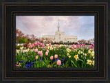 Bountiful Temple - Pink and Yellow Tulips by Robert A Boyd