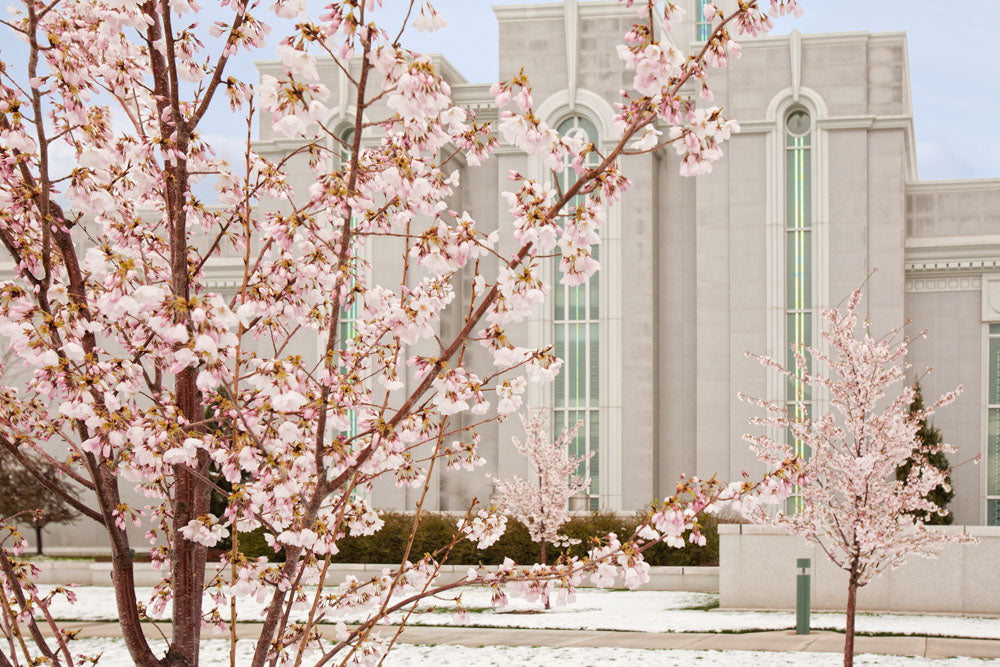 Mt Timpanogos Temple - Cherry Blossoms by Robert A Boyd