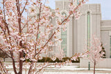 Mt Timpanogos Temple - Cherry Blossoms by Robert A Boyd