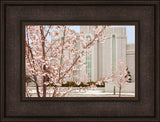 Mt Timpanogos Temple - Cherry Blossoms by Robert A Boyd