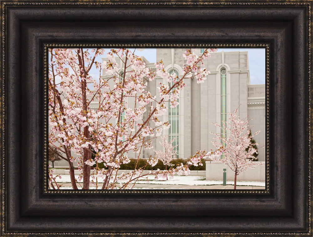 Mt Timpanogos Temple - Cherry Blossoms by Robert A Boyd